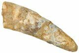 Fossil Spinosaurus Tooth - Real Dinosaur Tooth #326269-1